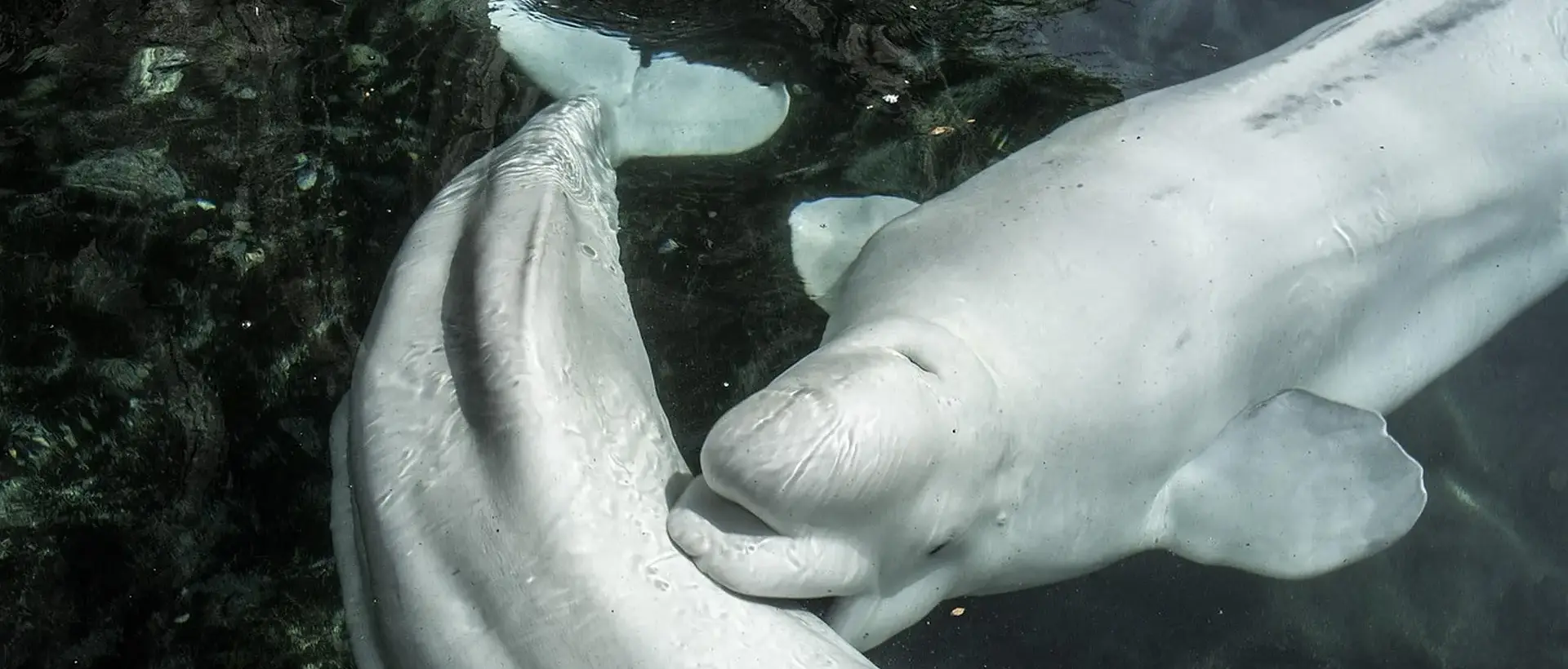 Billet pour l’Oceanogràfic