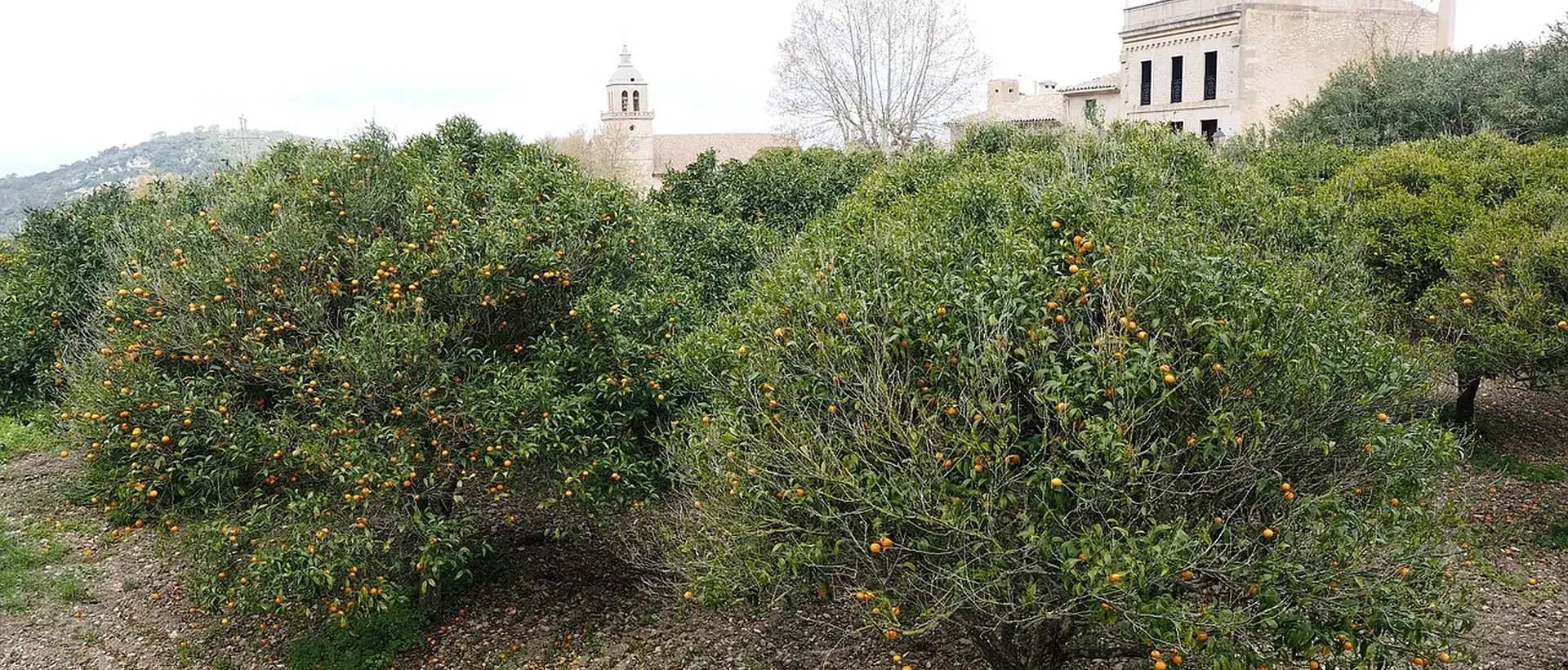 Almassora