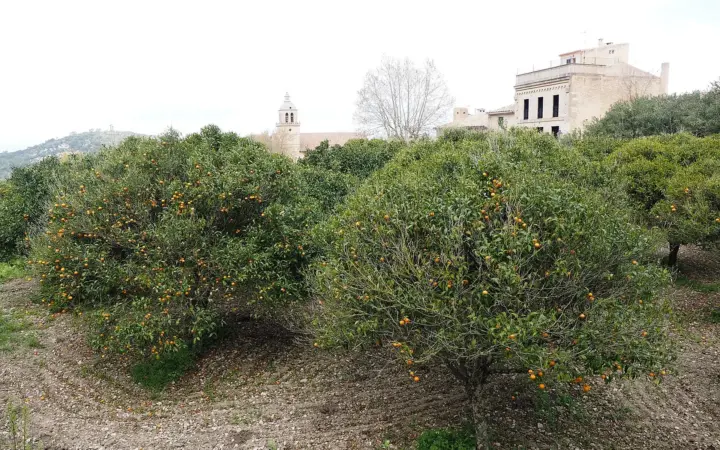 Almassora