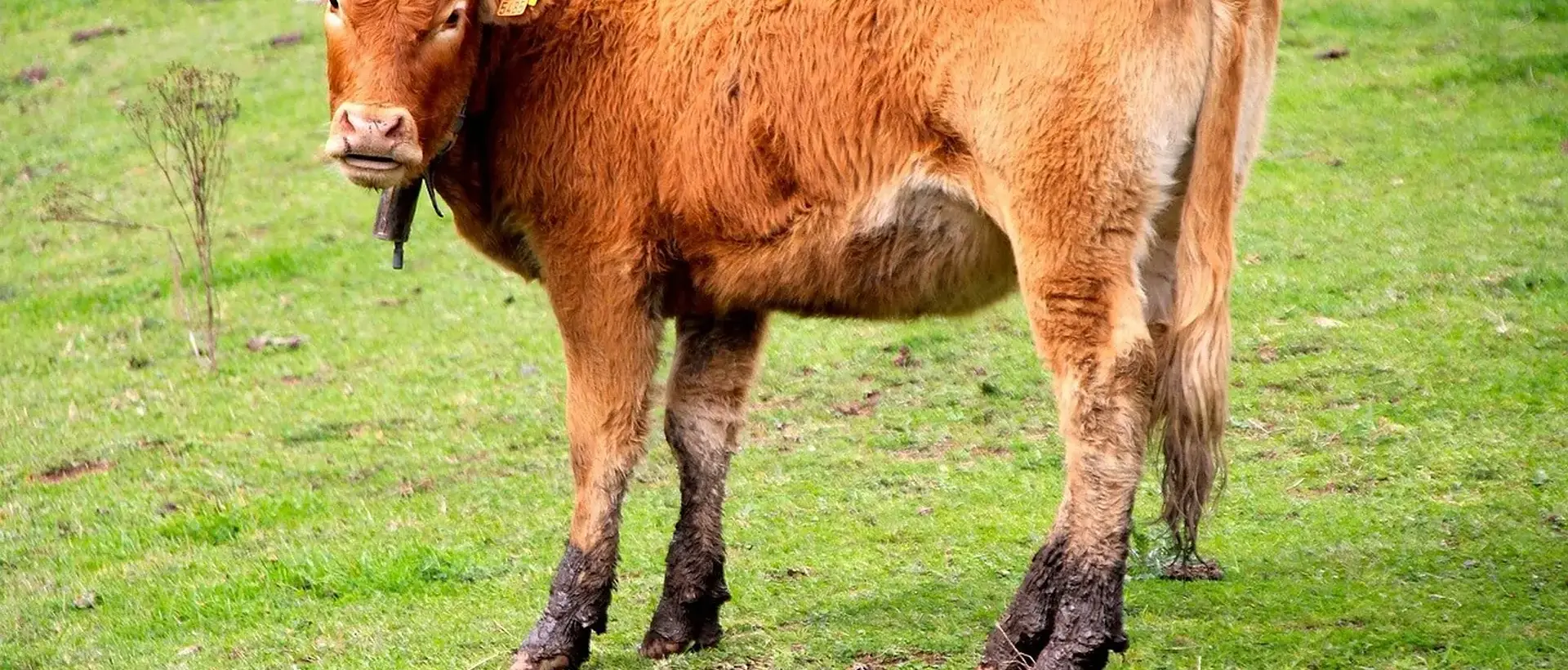 Vega de Pas