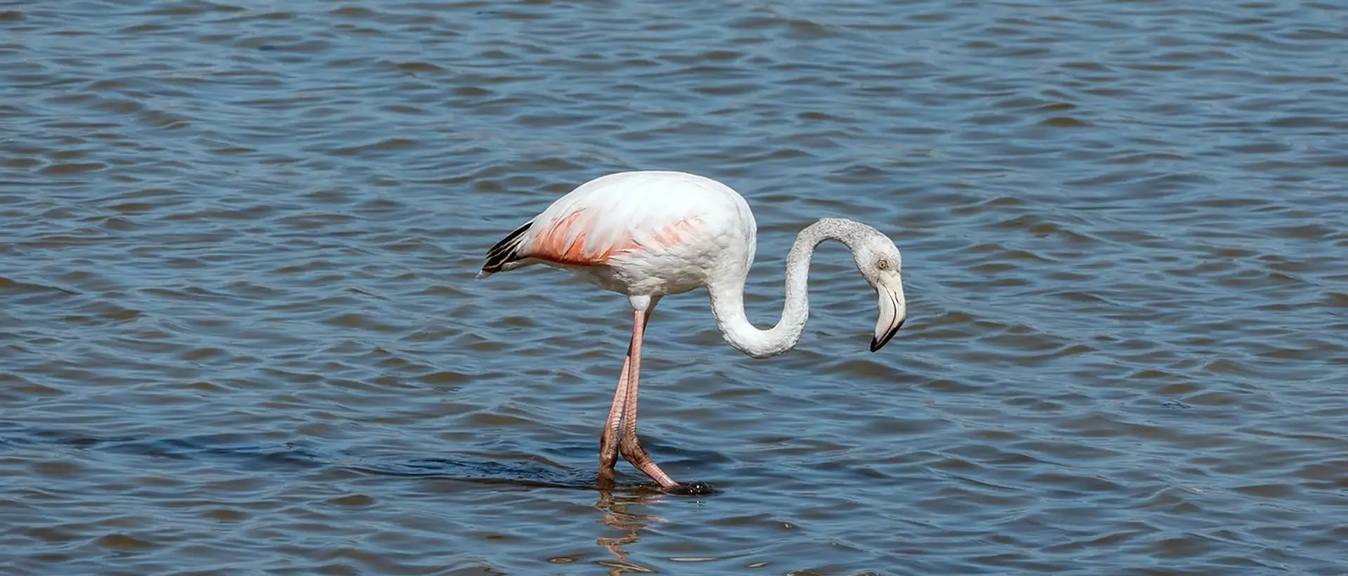 Assemini